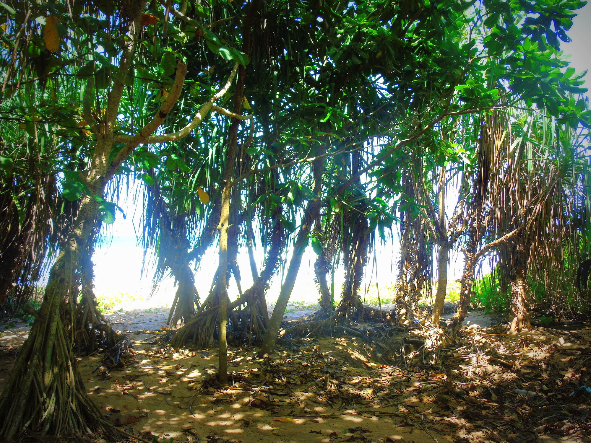 Talalla Coconut Hotel Buitenkant foto